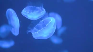 水母海洋馆实拍水母群深海视频的预览图